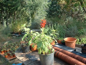 Salvia Elegans