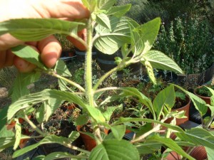 Salvia Elegans side shoots