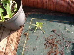 Salvia Elegans cutting