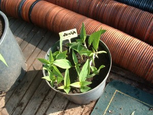 Salvia Elegans shoots