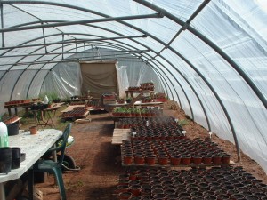 springinthepolytunnel