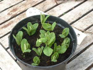 Mint cuttings in Orgasyl