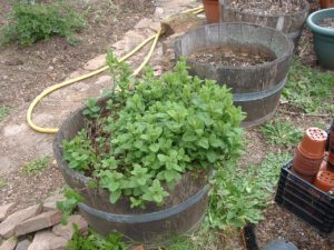 Spearmint mother plant