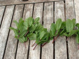 Fresh mint tip cuttings