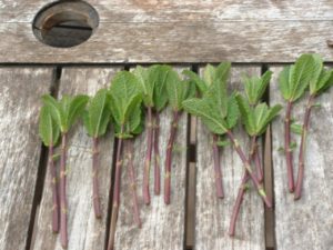 Pruned Mint cuttings