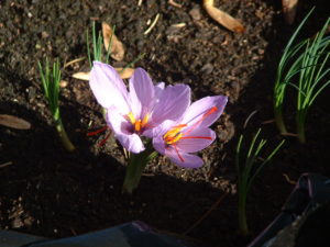 Saffron flower