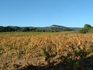 Vendage Grenache