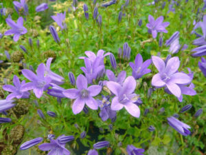 organic thyme latifolia