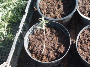 Organic Rosemary tips