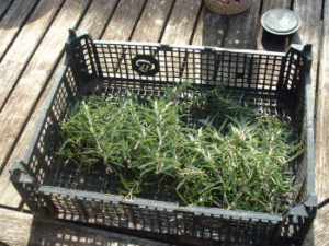 Organic rosemary tip clippings