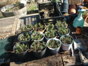 Organic rosemary pots