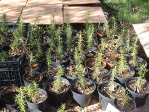 organic rosemary 4