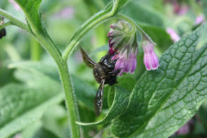 organic comfrey