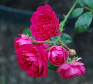 Crimson Showers Old garden rose