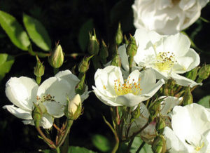 Darlow Enigma old garden roses