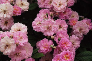 Eleonor Berkeley Old Garden roses