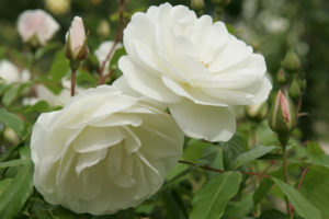 Fee des Neiges old garden roses