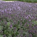 organic thyme ciliatus in flower