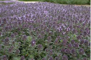 organic thyme ciliatus in flower