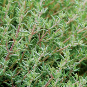 Organic Orange Thyme