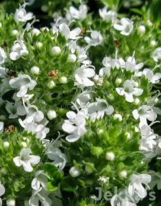 Organic Snowdrift Thyme