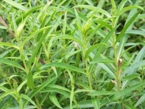 organic tarragon