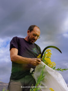 plantes aromatiques des Corbieres