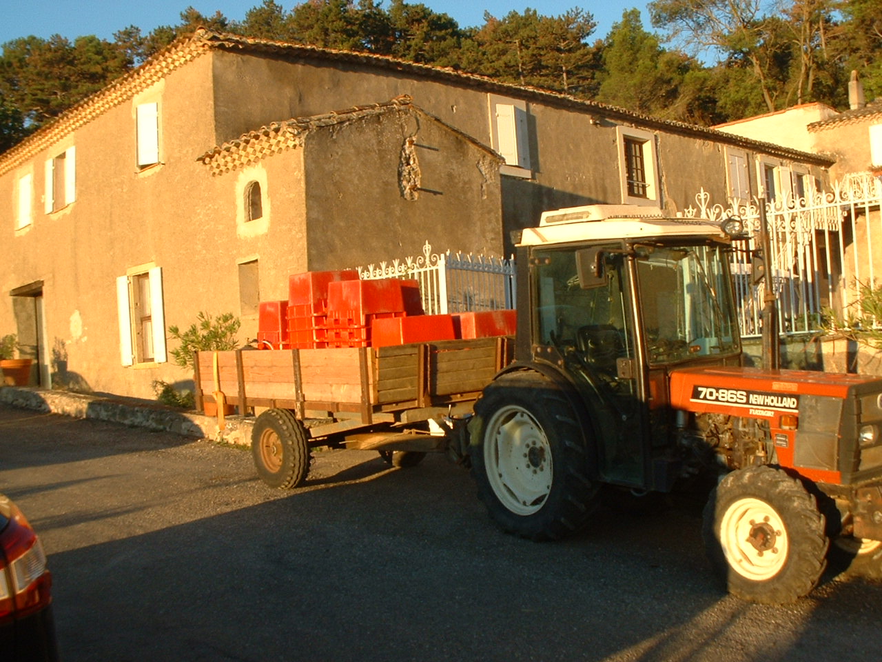 organic wine harvest