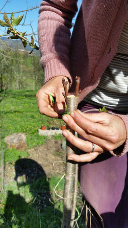 organic fruit trees