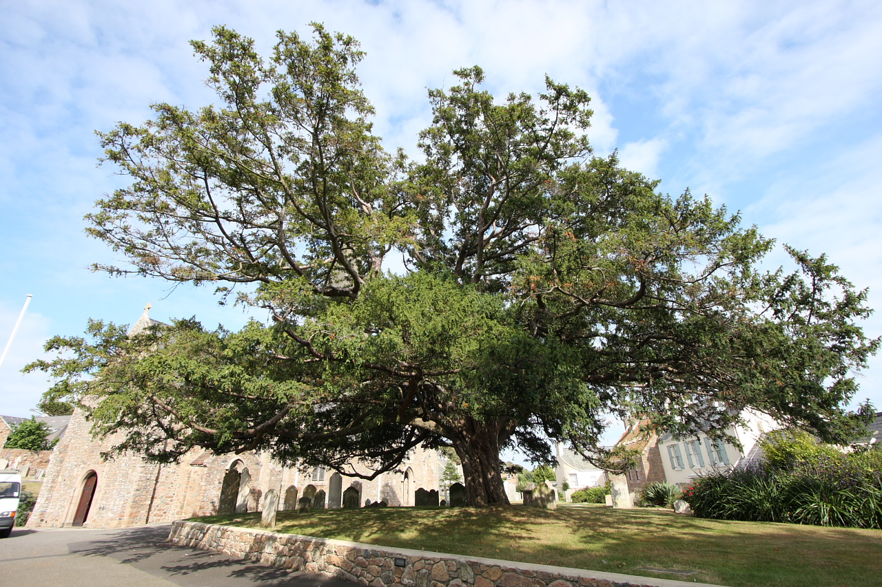 Rewilding Yew Tree