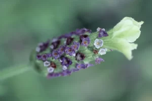 Organic Lavender stoechas 'Tiara'