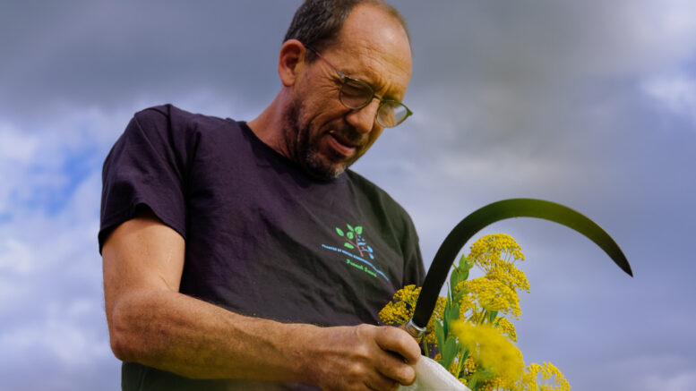 plantes aromatiques des Corbieres